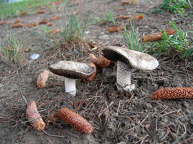 Agaricus pequinii    (Boud.)    Singer